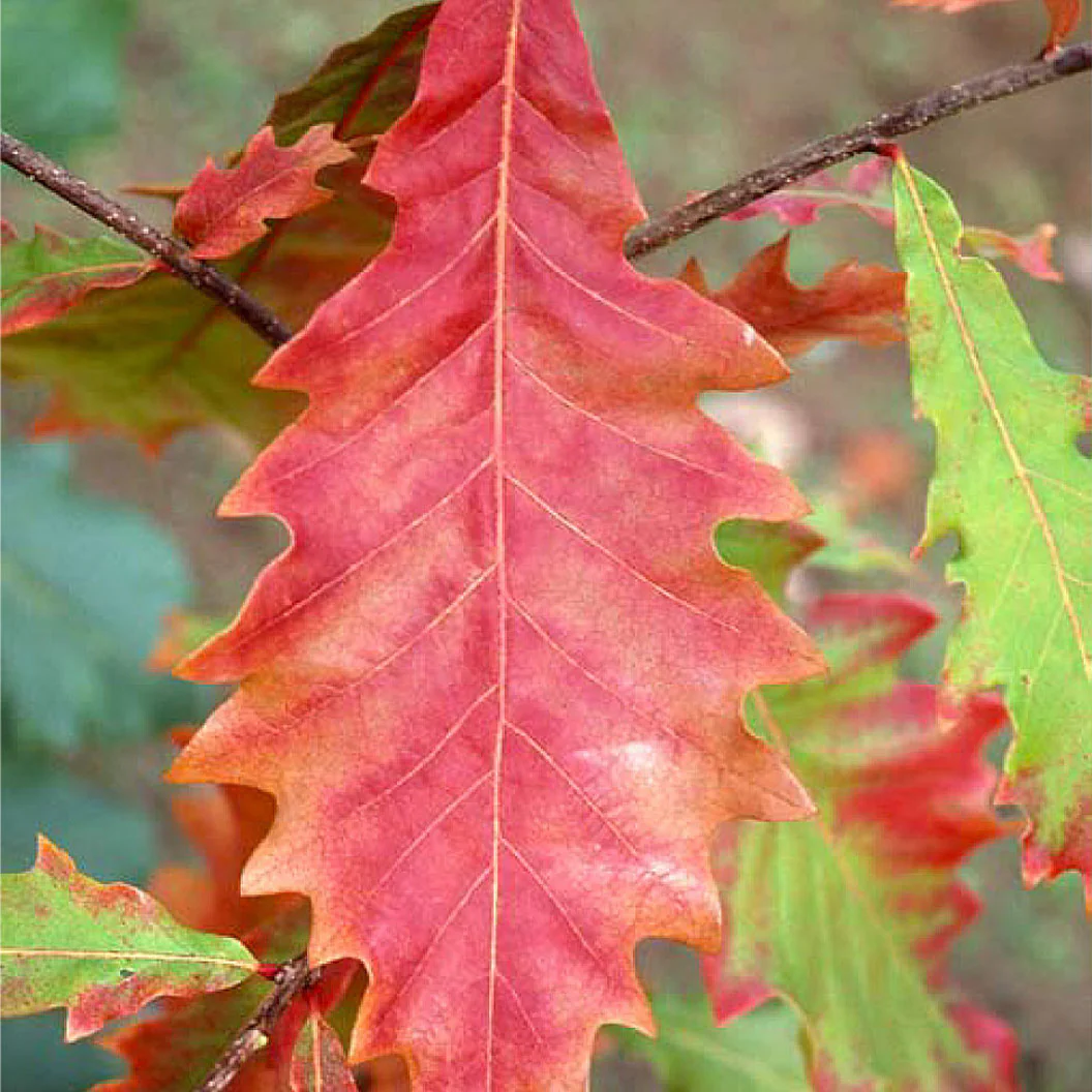 Swamp White Oak Tree - Image 3