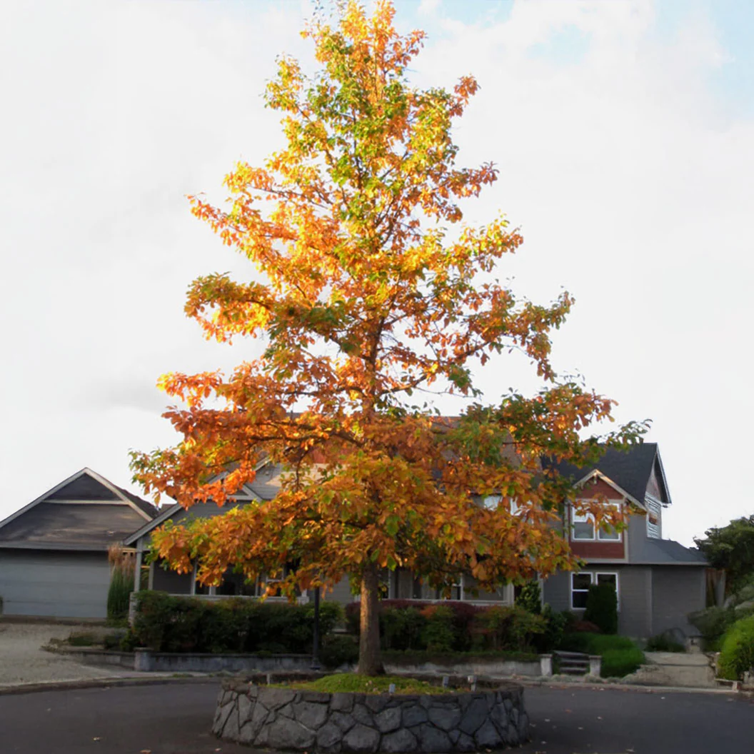 Swamp White Oak Tree - Image 4