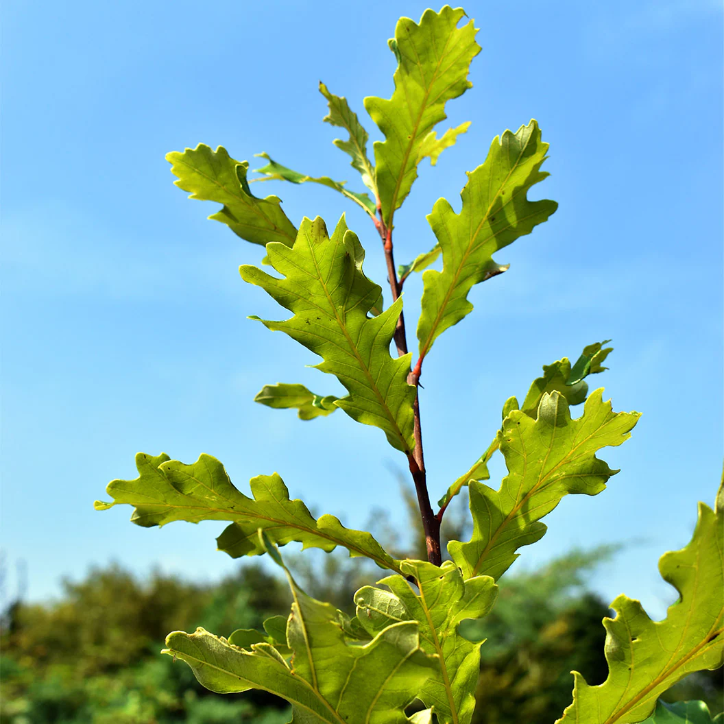 Swamp White Oak Tree - Image 5