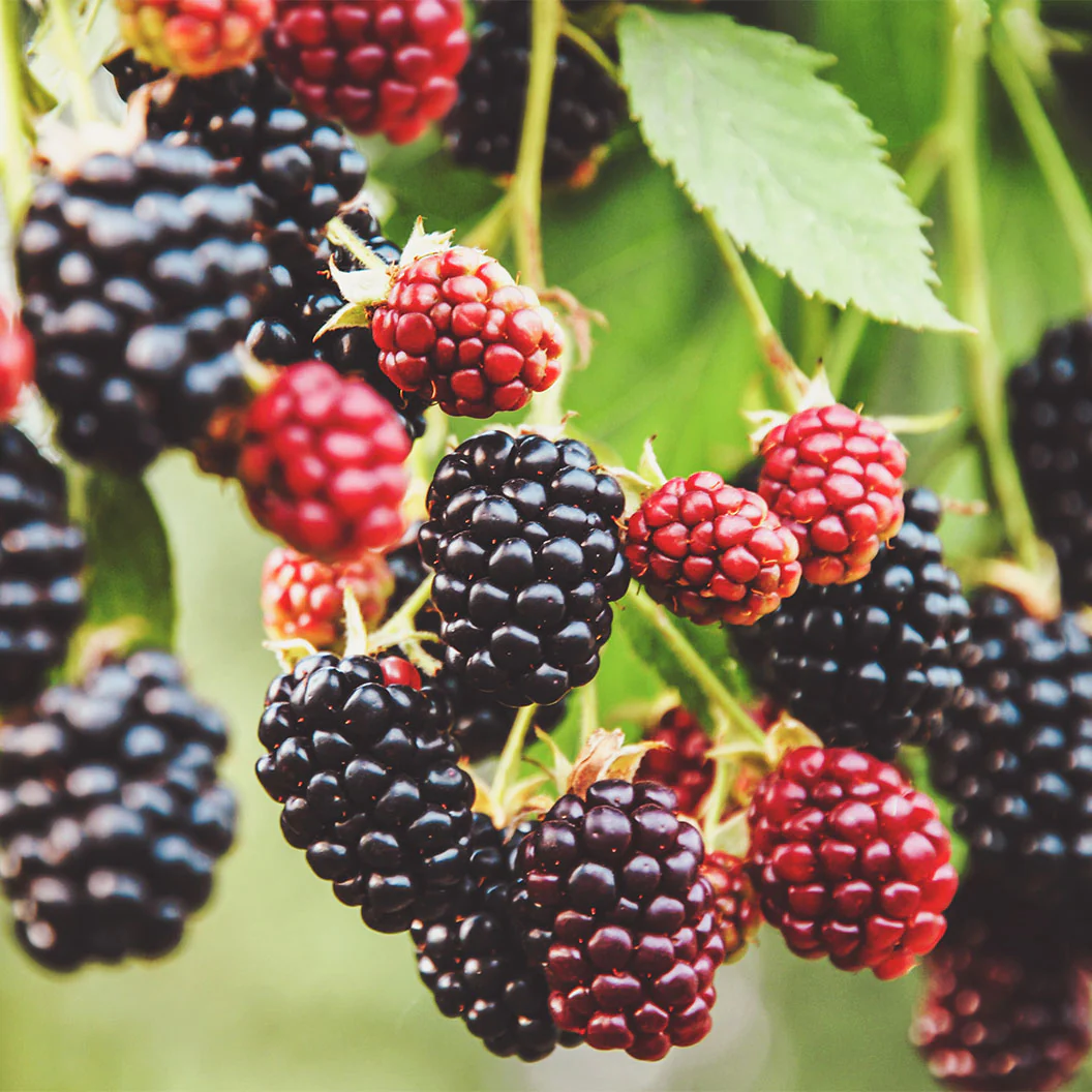 Sweet-Ark™ Ponca Blackberry Plant - Image 2
