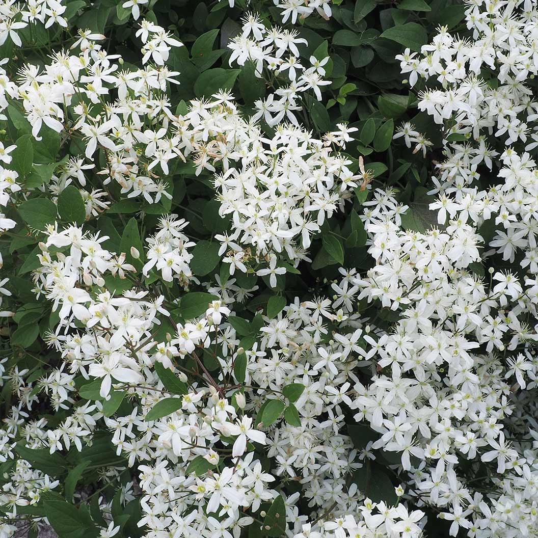 Sweet Autumn Clematis Vine - Image 3