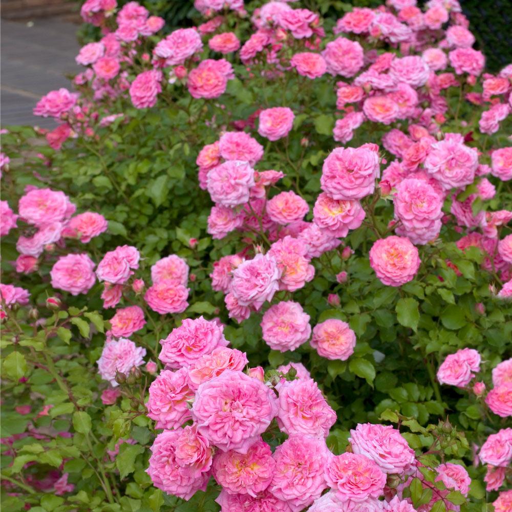 Sweet Drift® Rose - Image 3