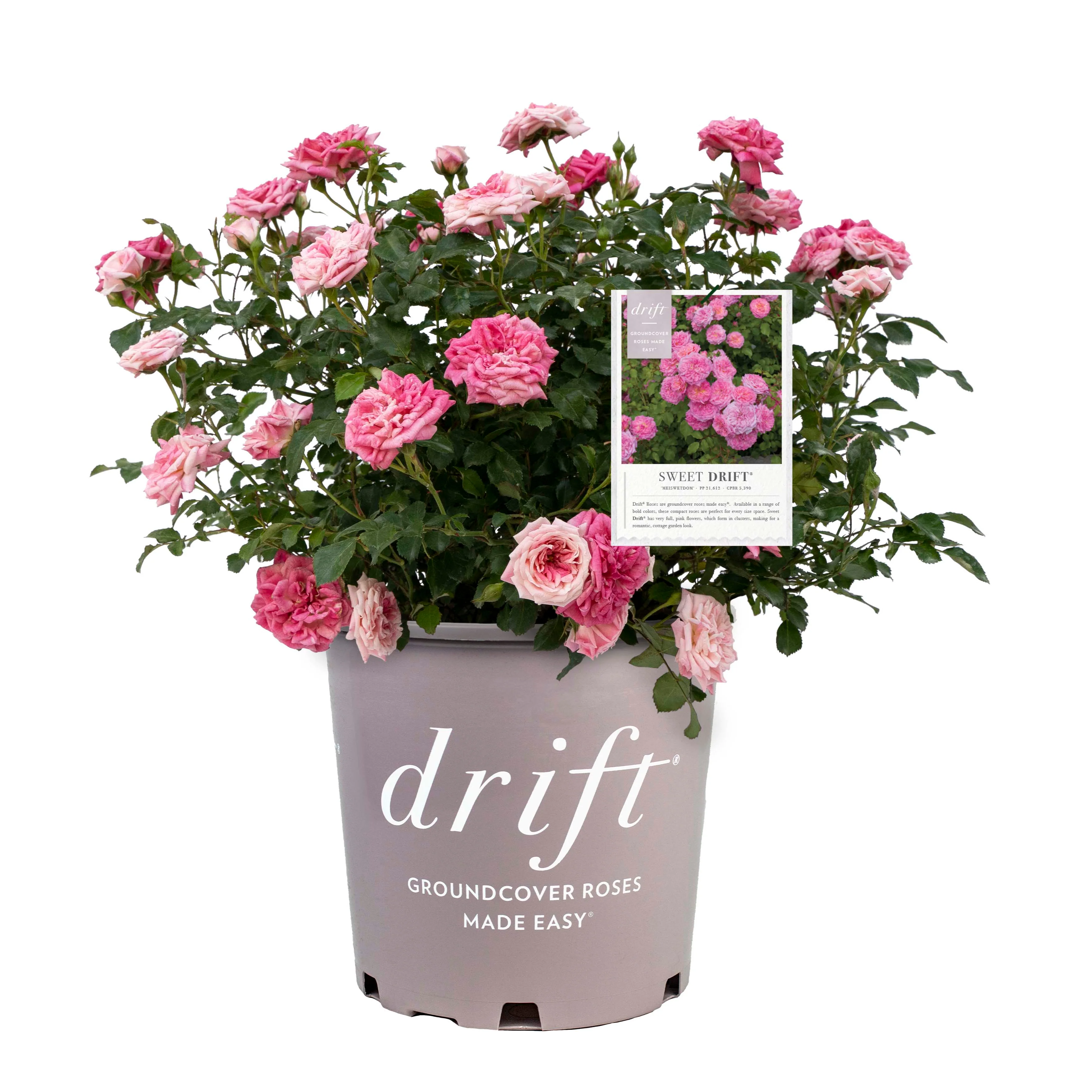 Sweet Drift® Rose - Image 4