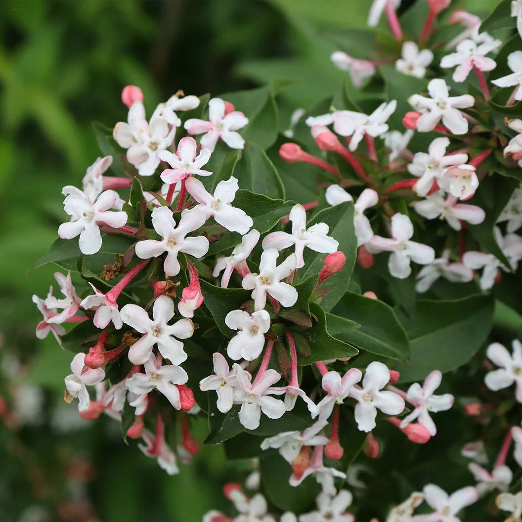 Proven Winners® Sweet Emotion Blaze™ Abelia - Image 2