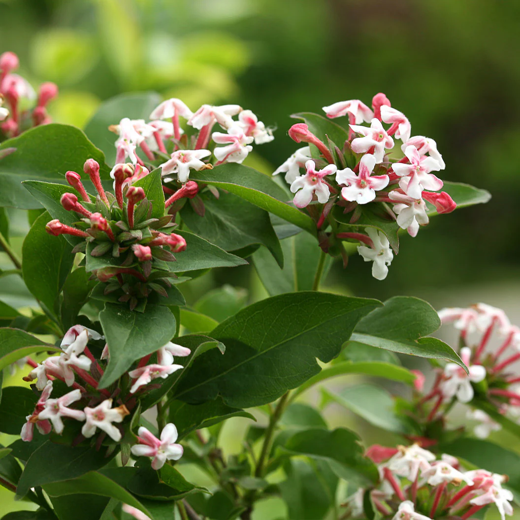 Proven Winners® Sweet Emotion Blaze™ Abelia - Image 3