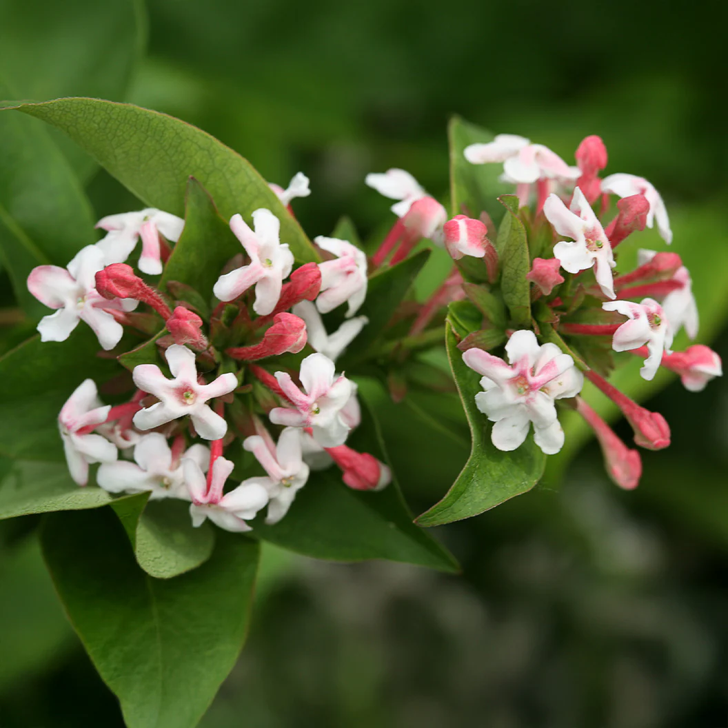 Proven Winners® Sweet Emotion Blaze™ Abelia - Image 4