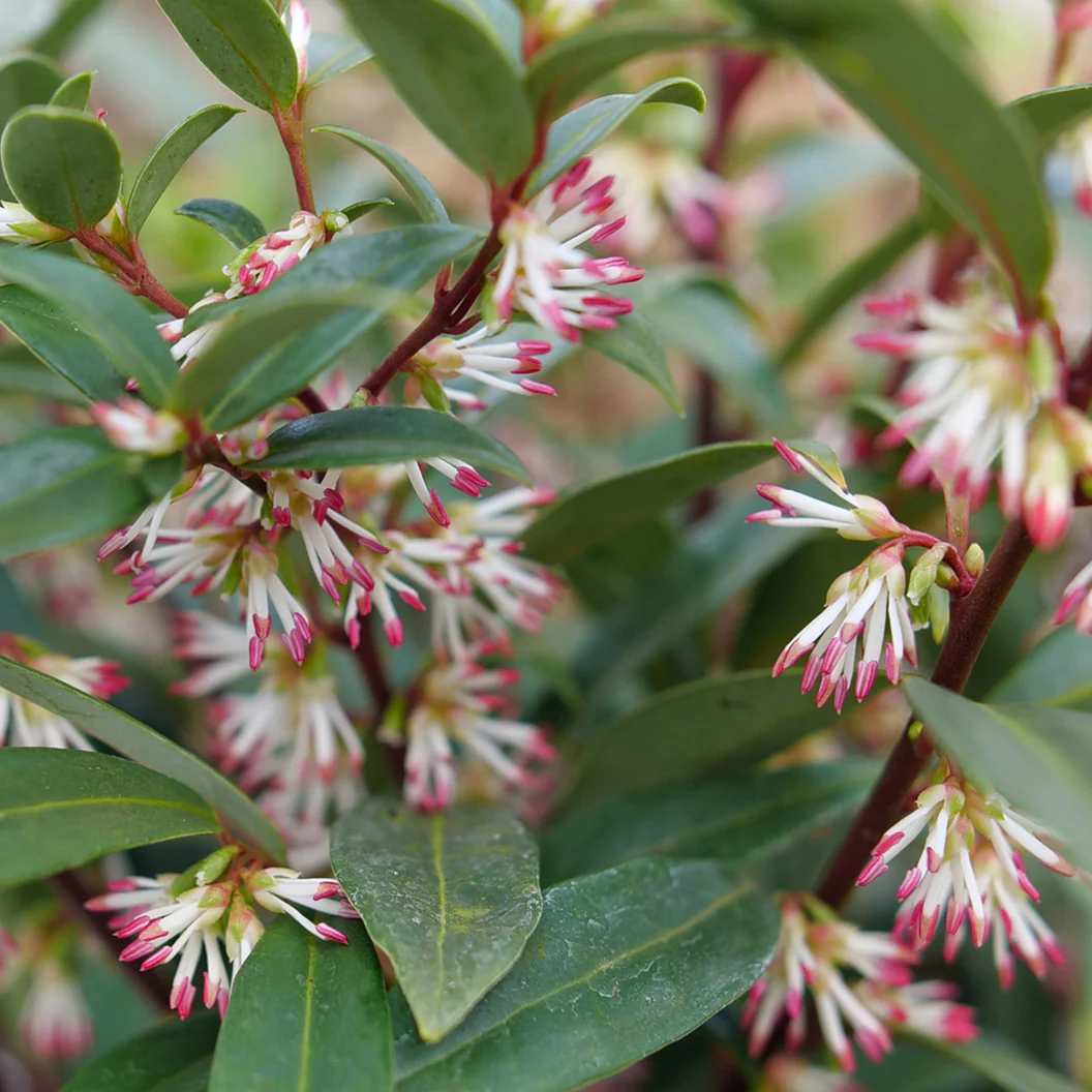 Proven Winners® Sweet & Lo™ Sweet Box Shrub - Image 2