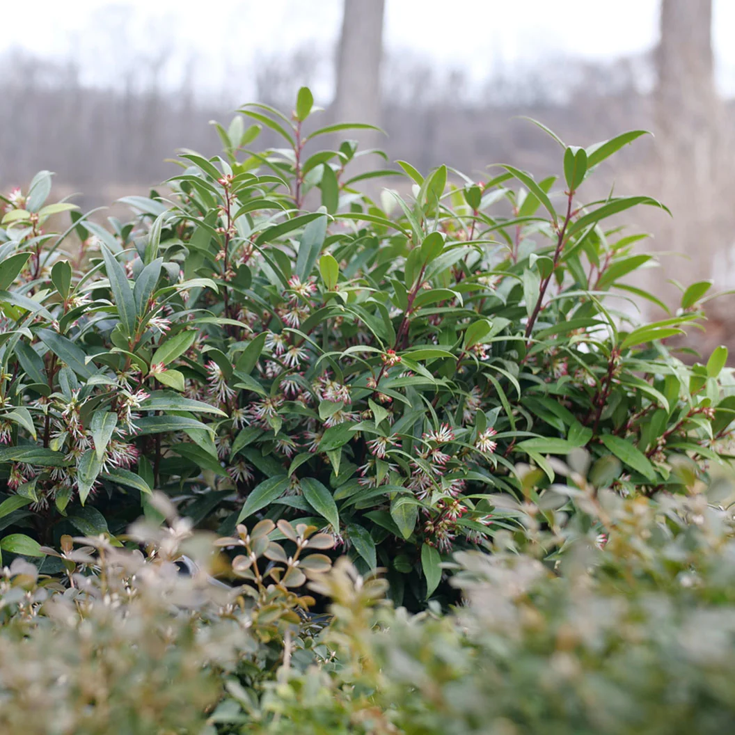 Proven Winners® Sweet & Lo™ Sweet Box Shrub - Image 3