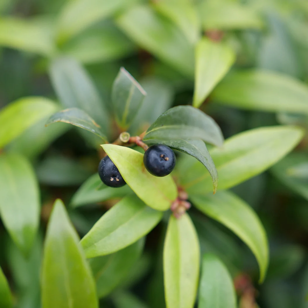 Proven Winners® Sweet & Lo™ Sweet Box Shrub - Image 4