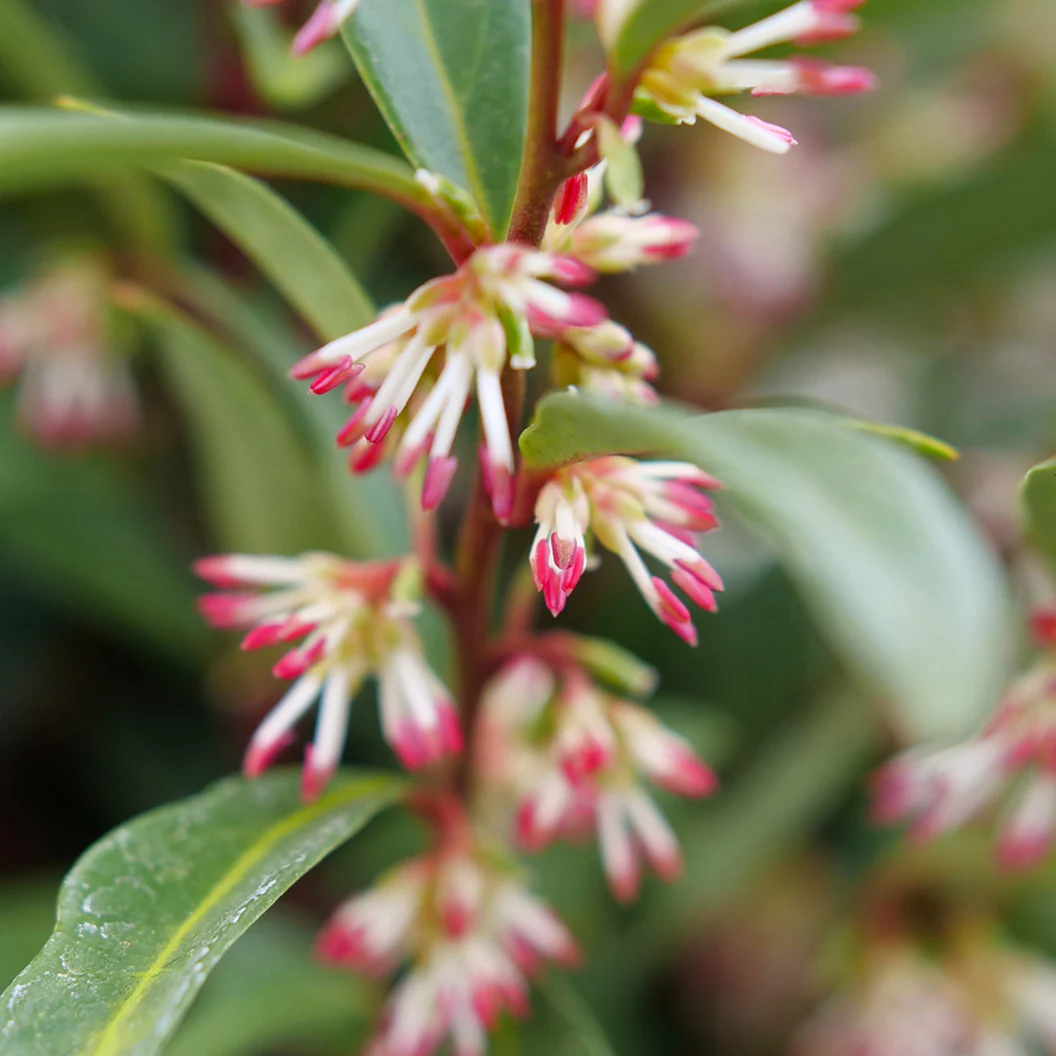 Proven Winners® Sweet & Lo™ Sweet Box Shrub - Image 5