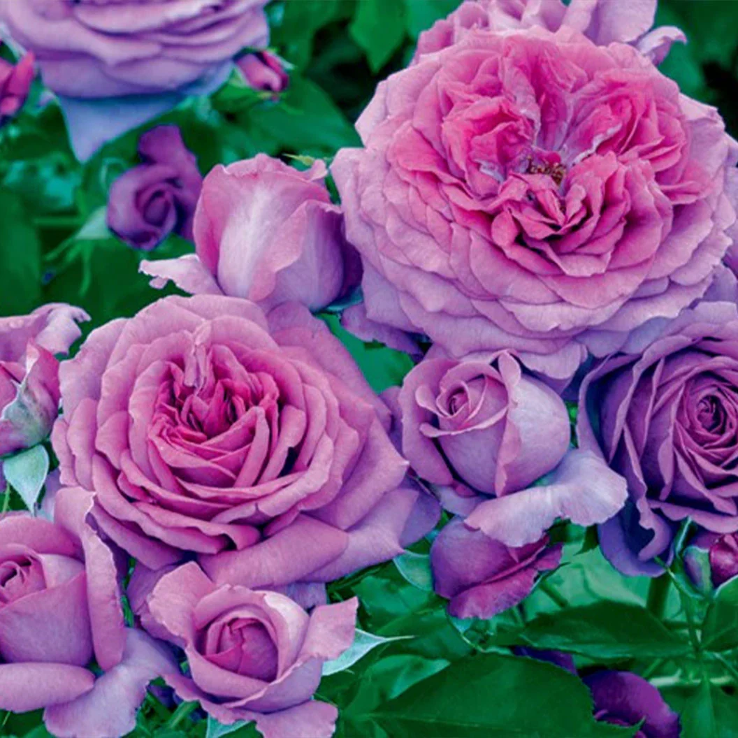 Sweet Madame Blue™ Floribunda Rose - Image 2