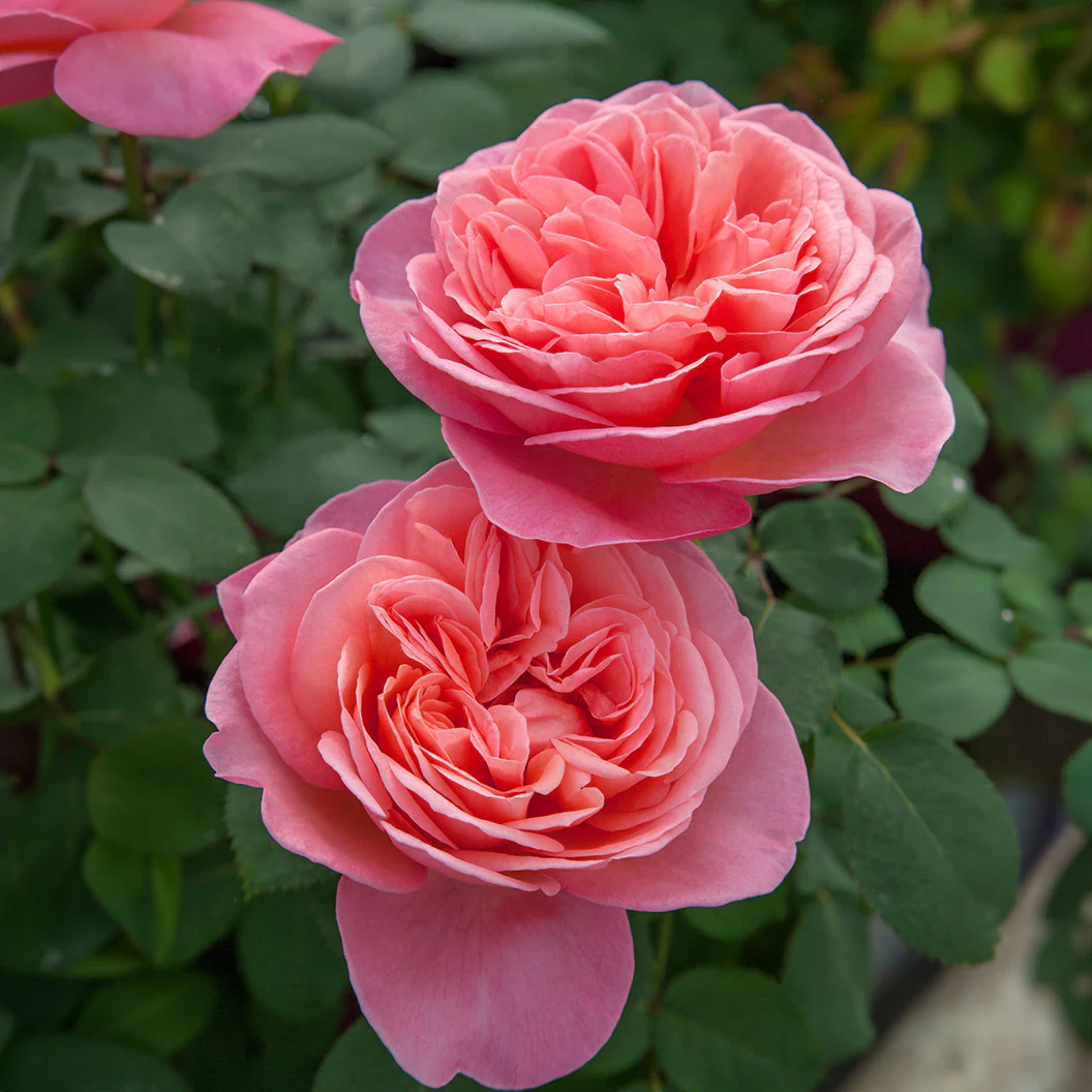 Sweet Mademoiselle Rose - Image 2
