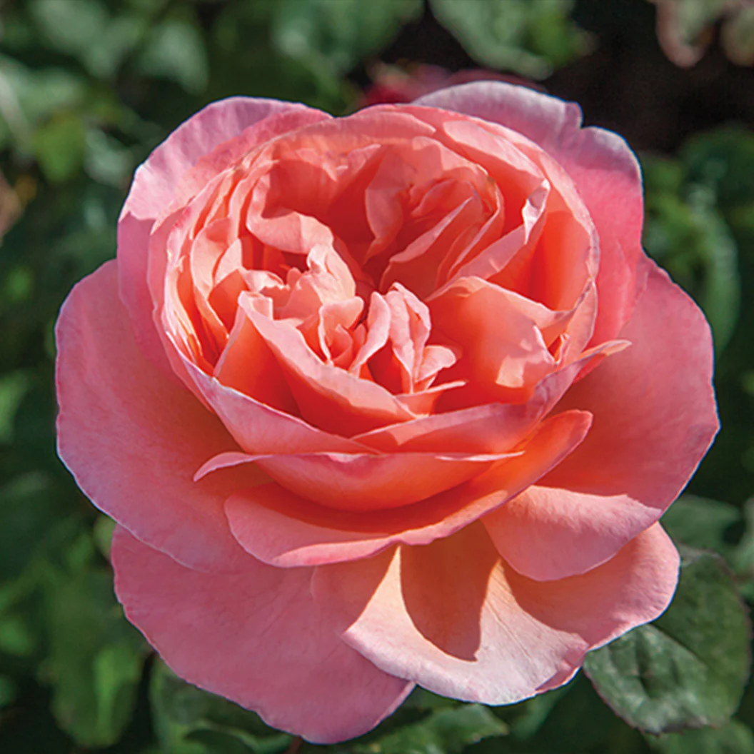 Sweet Mademoiselle Rose - Image 3