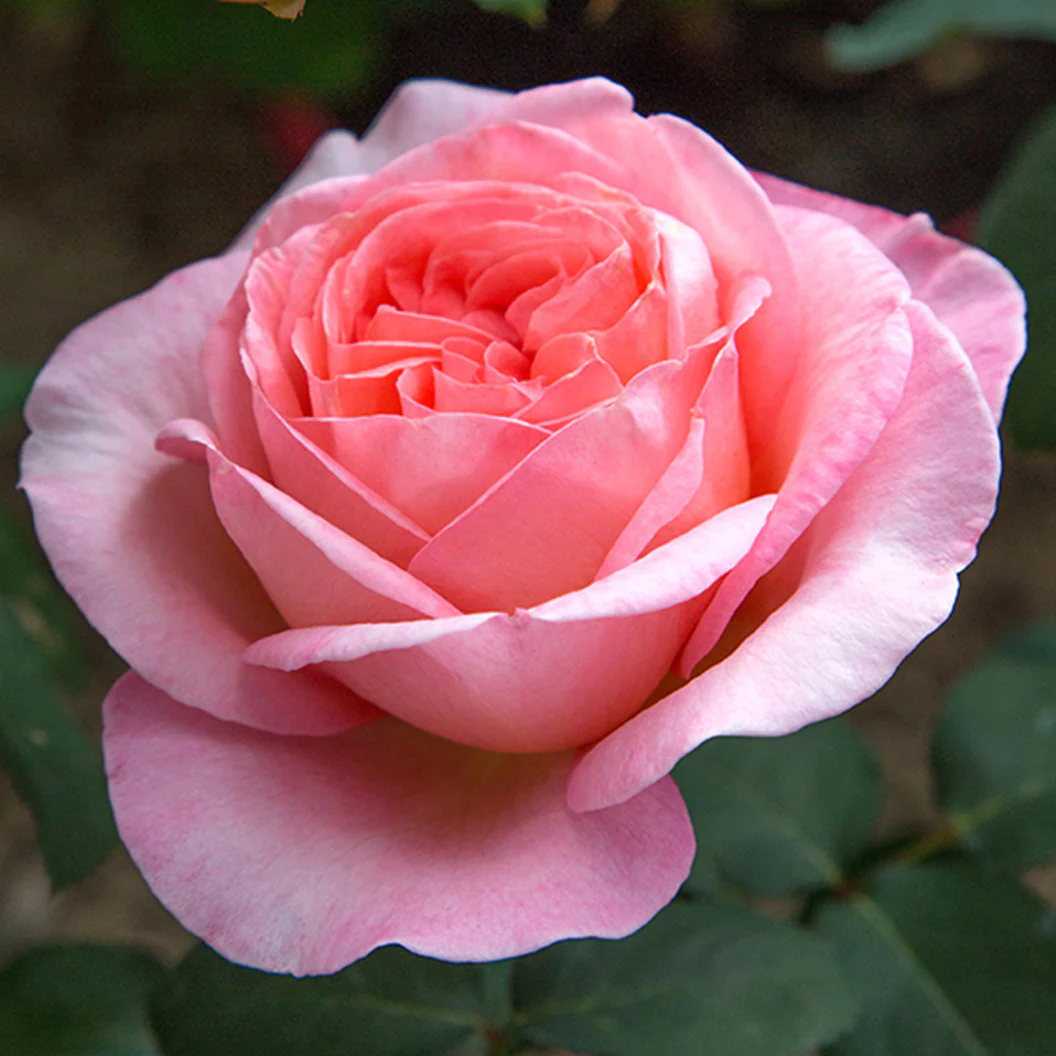 Sweet Mademoiselle Rose - Image 4