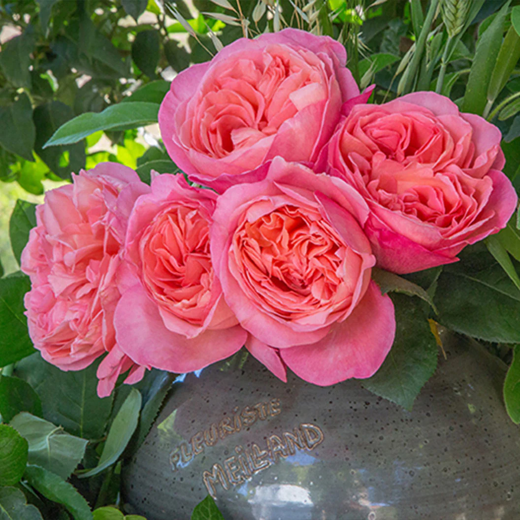 Sweet Mademoiselle Rose - Image 5