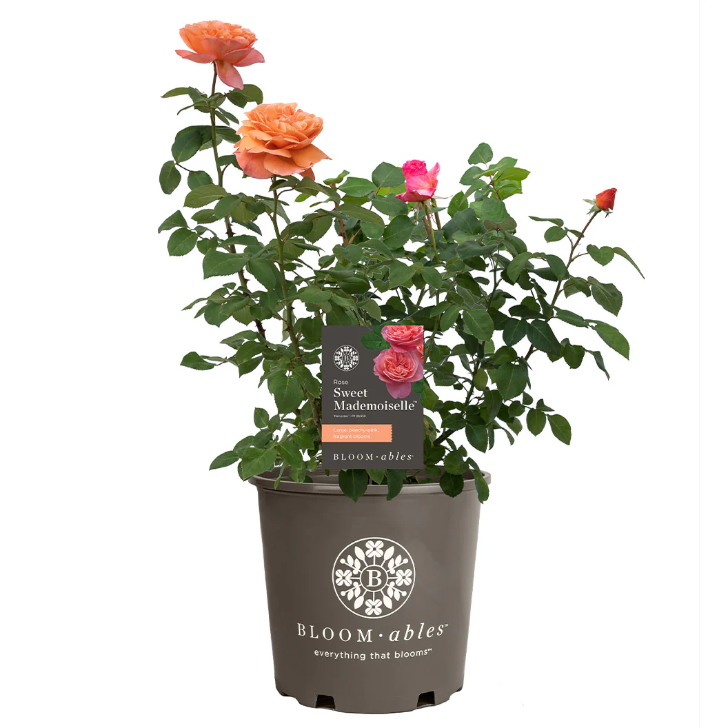 Sweet Mademoiselle Rose - Image 6