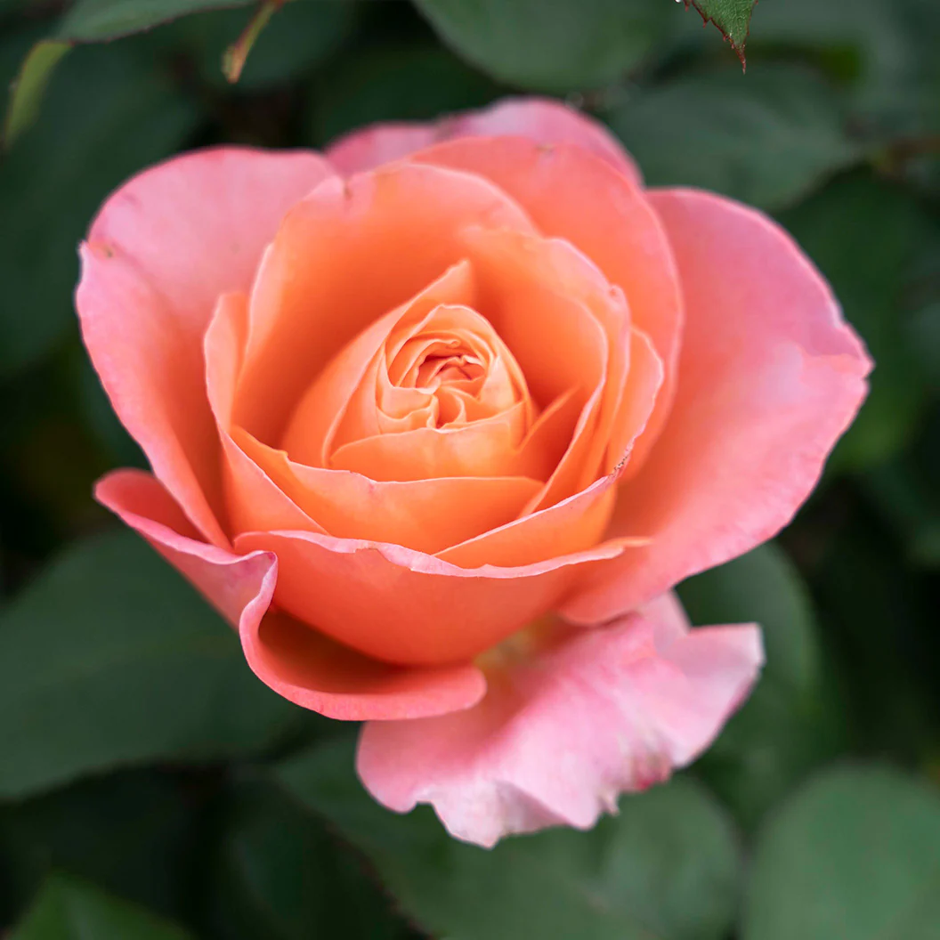 Sweet Mademoiselle Rose - Image 7