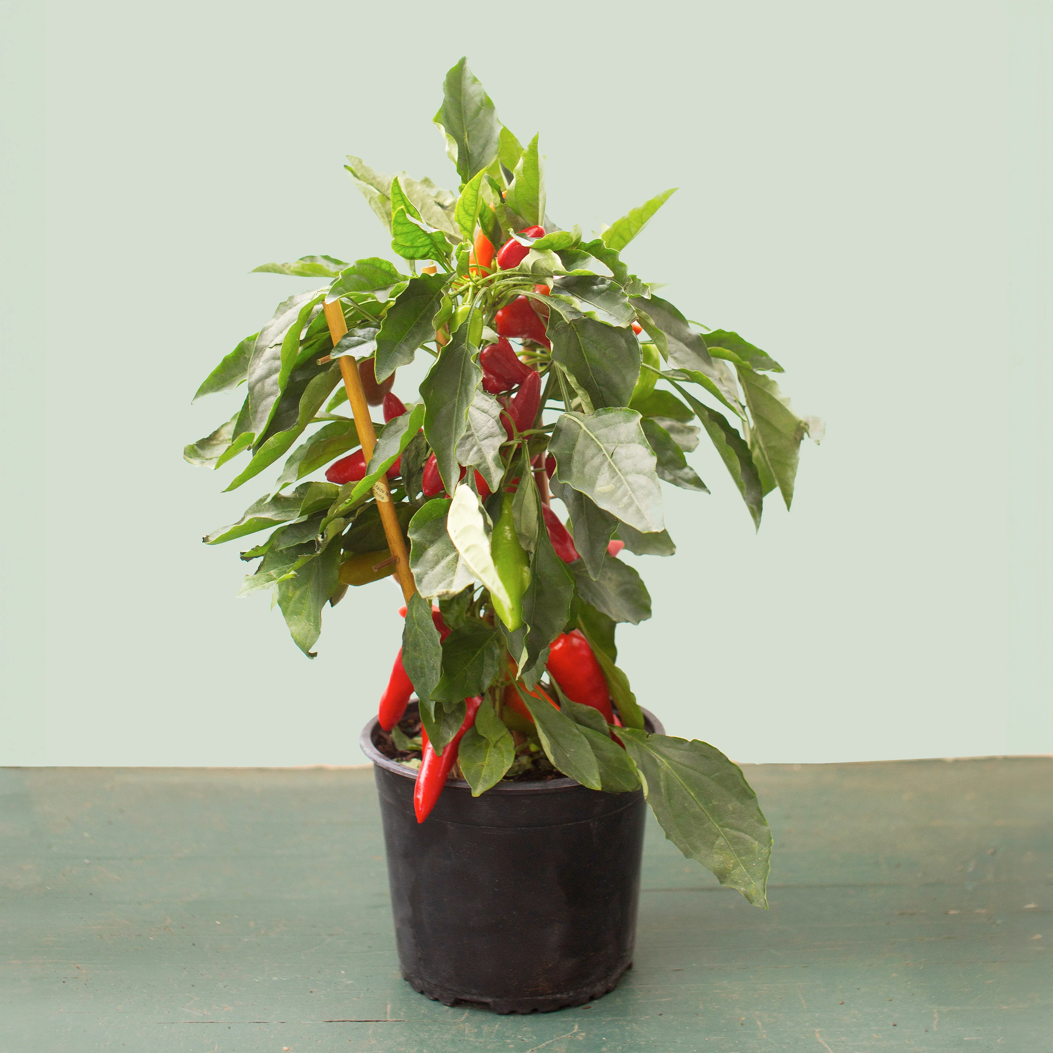 Sweet Pepper - Image 2