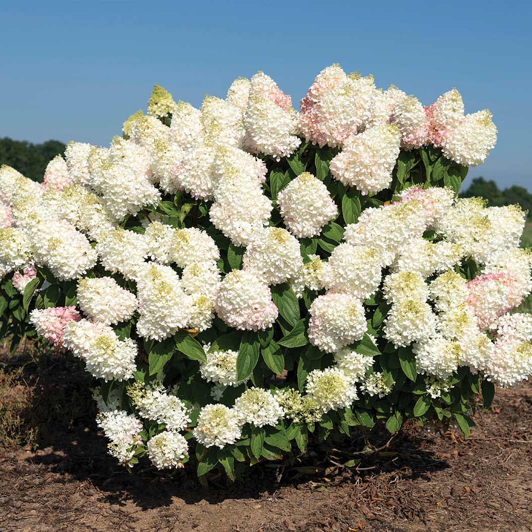 Sweet Starlight Hydrangea - Image 2