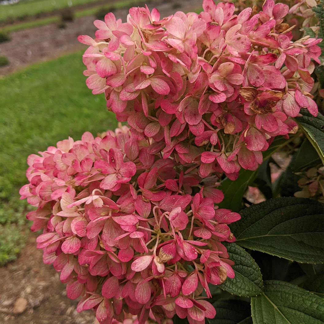 Sweet Starlight Hydrangea - Image 3