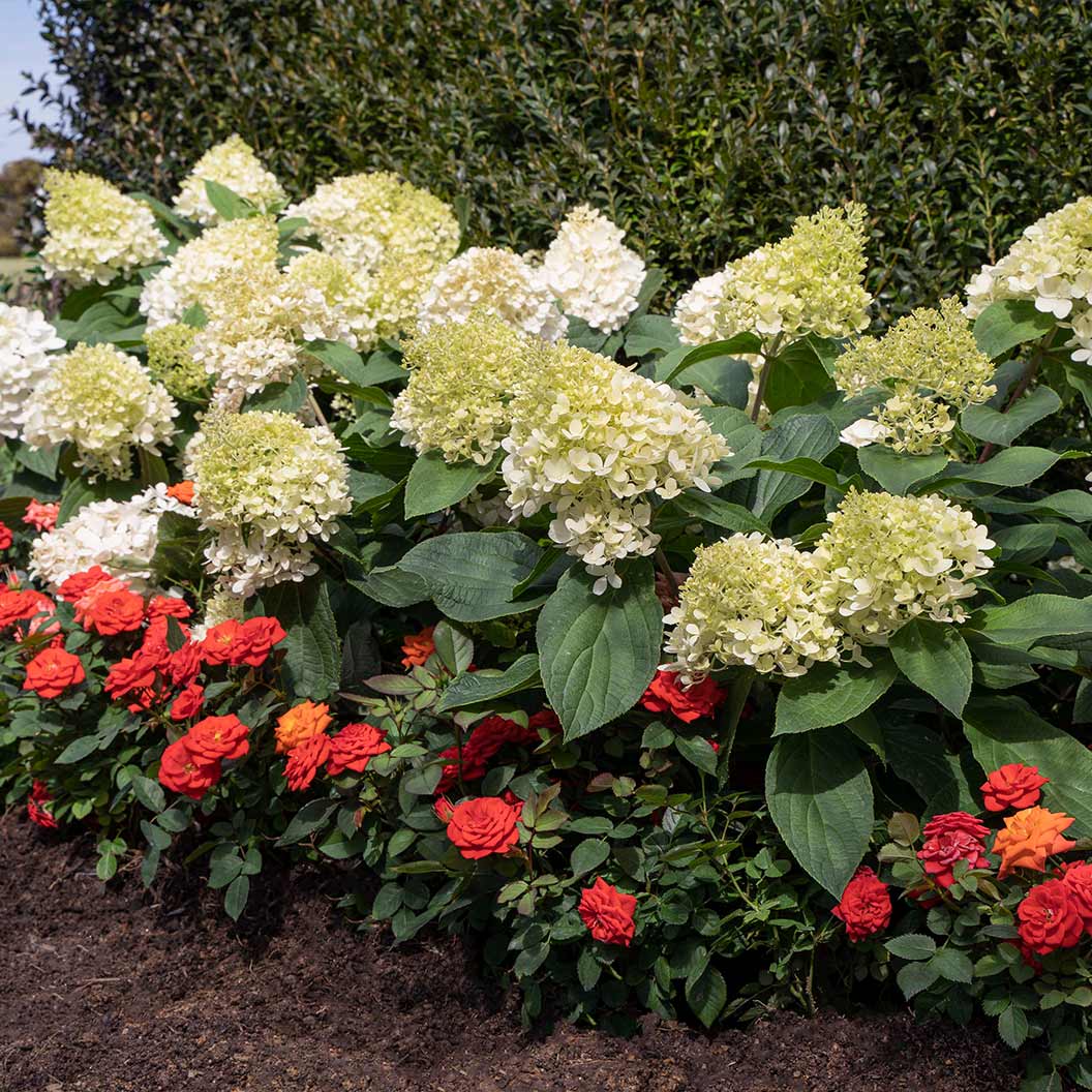 Sweet Starlight Hydrangea - Image 4