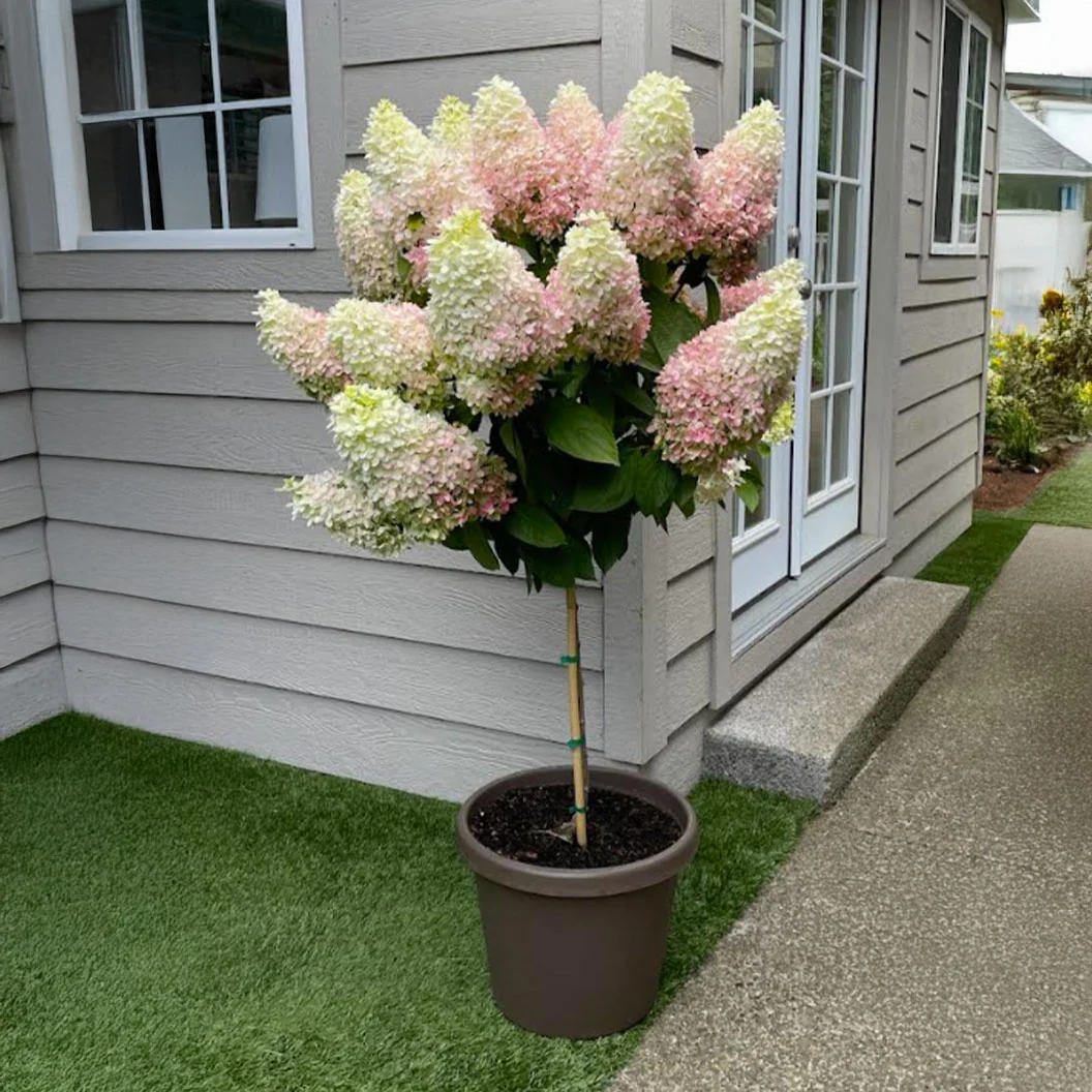 Sweet Starlight™ Hydrangea Tree - Image 2