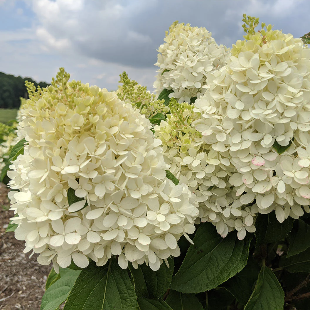Sweet Starlight™ Hydrangea Tree - Image 3