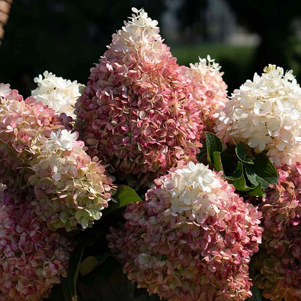 Sweet Starlight™ Hydrangea Tree - Image 4