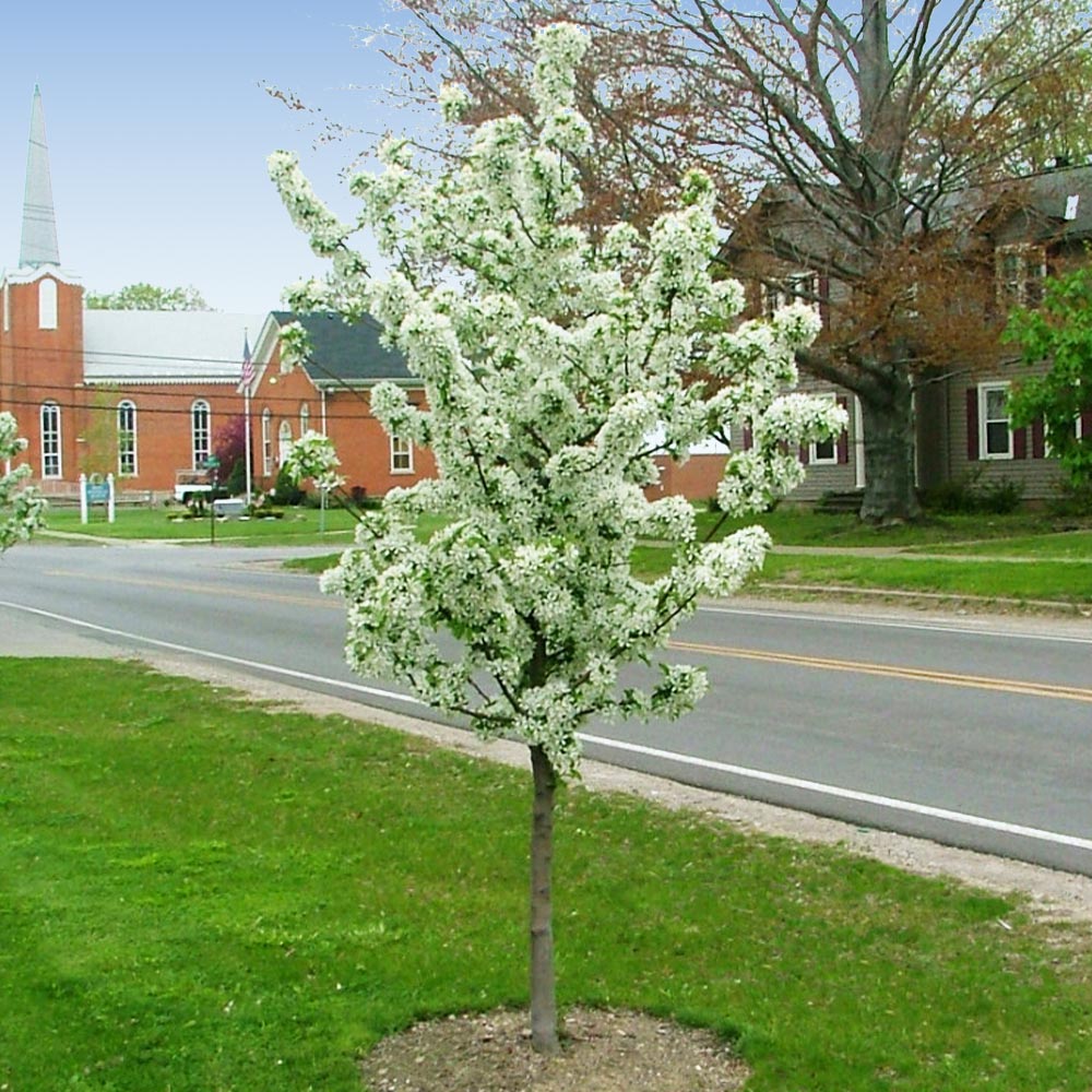 Proven Winners® Sweet Sugar Tyme® Crabapple - Image 3