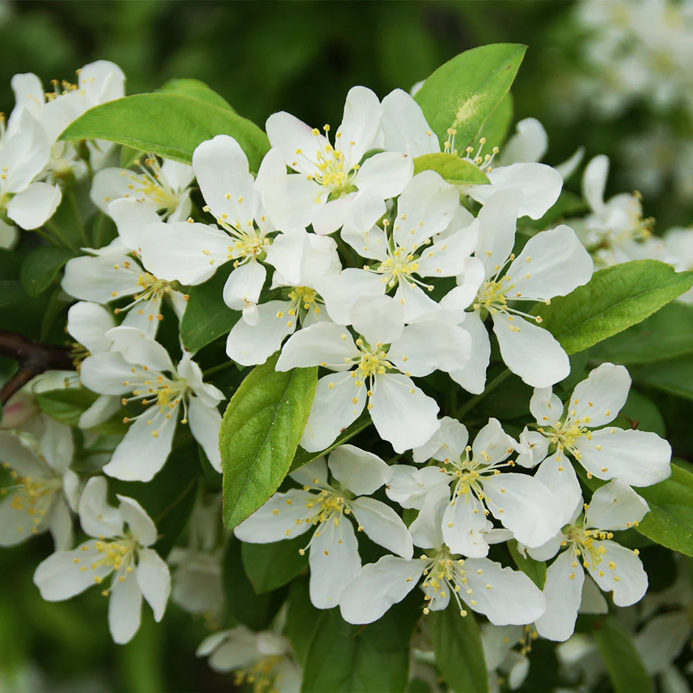 Proven Winners® Sweet Sugar Tyme® Crabapple - Image 5