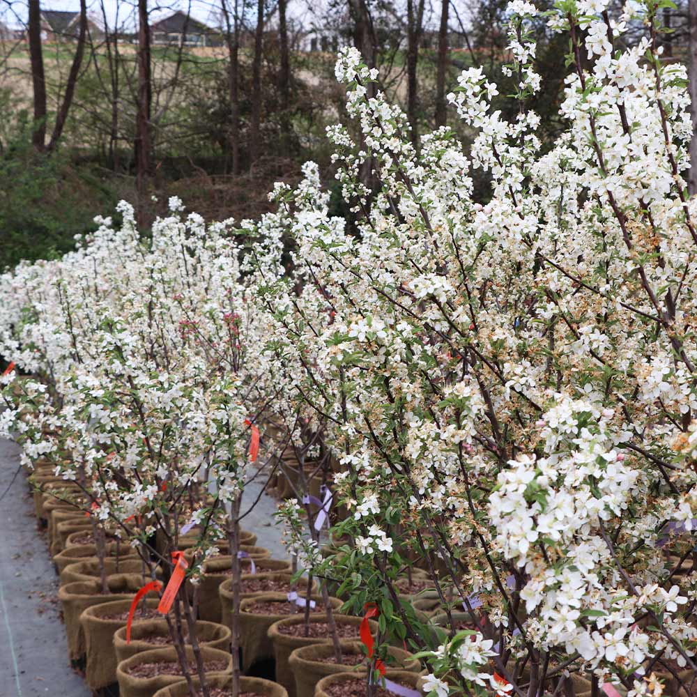 Proven Winners® Sweet Sugar Tyme® Crabapple - Image 7