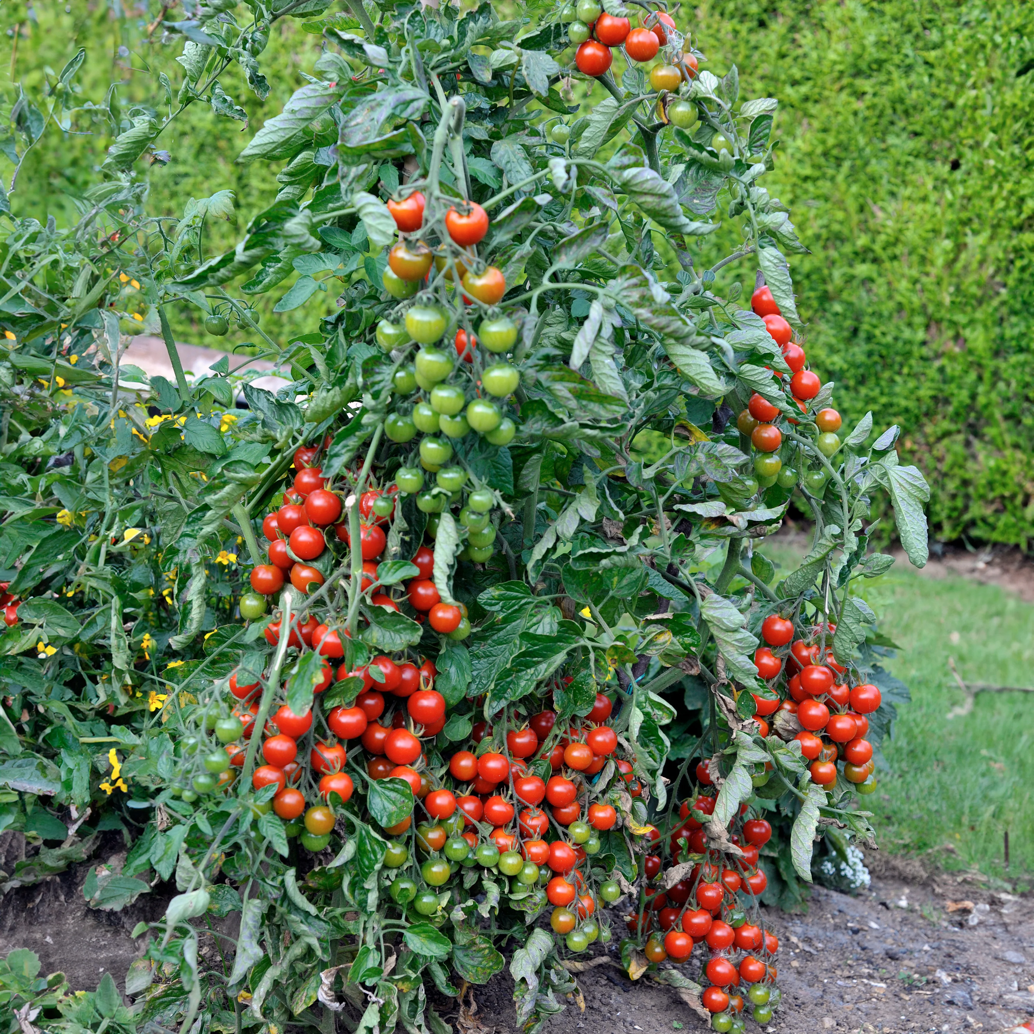 Sweet Tomato Plant - Image 3