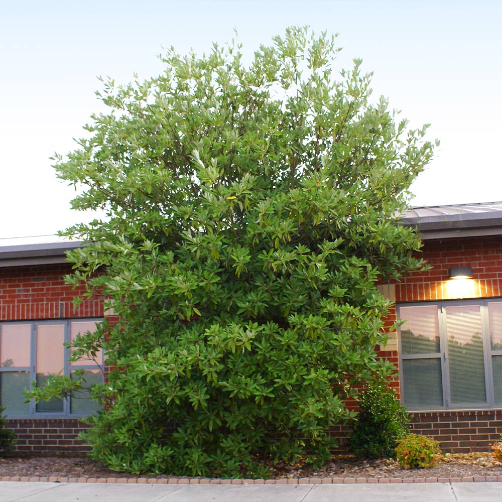Sweetbay Magnolia Tree - Image 3
