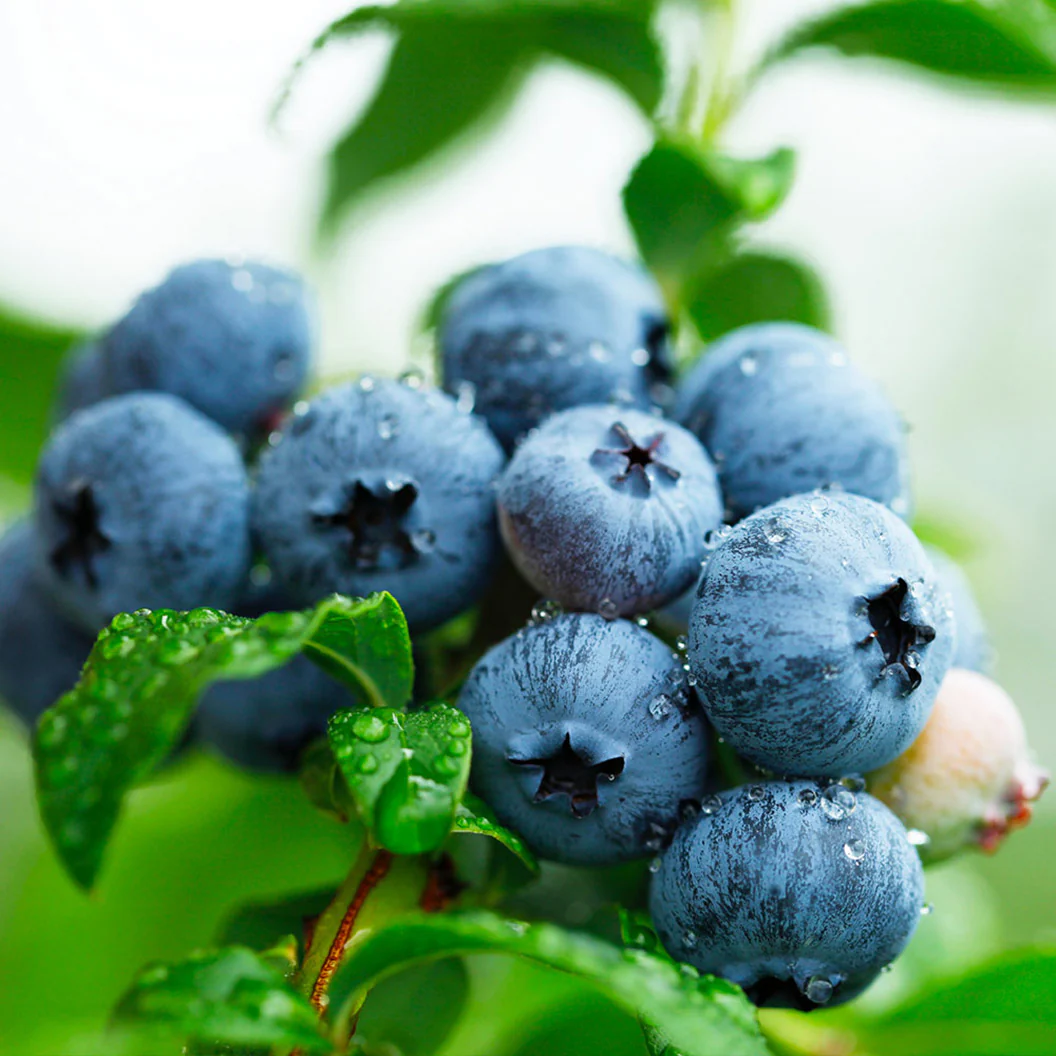 Sweetheart Blueberry Bush - Image 3