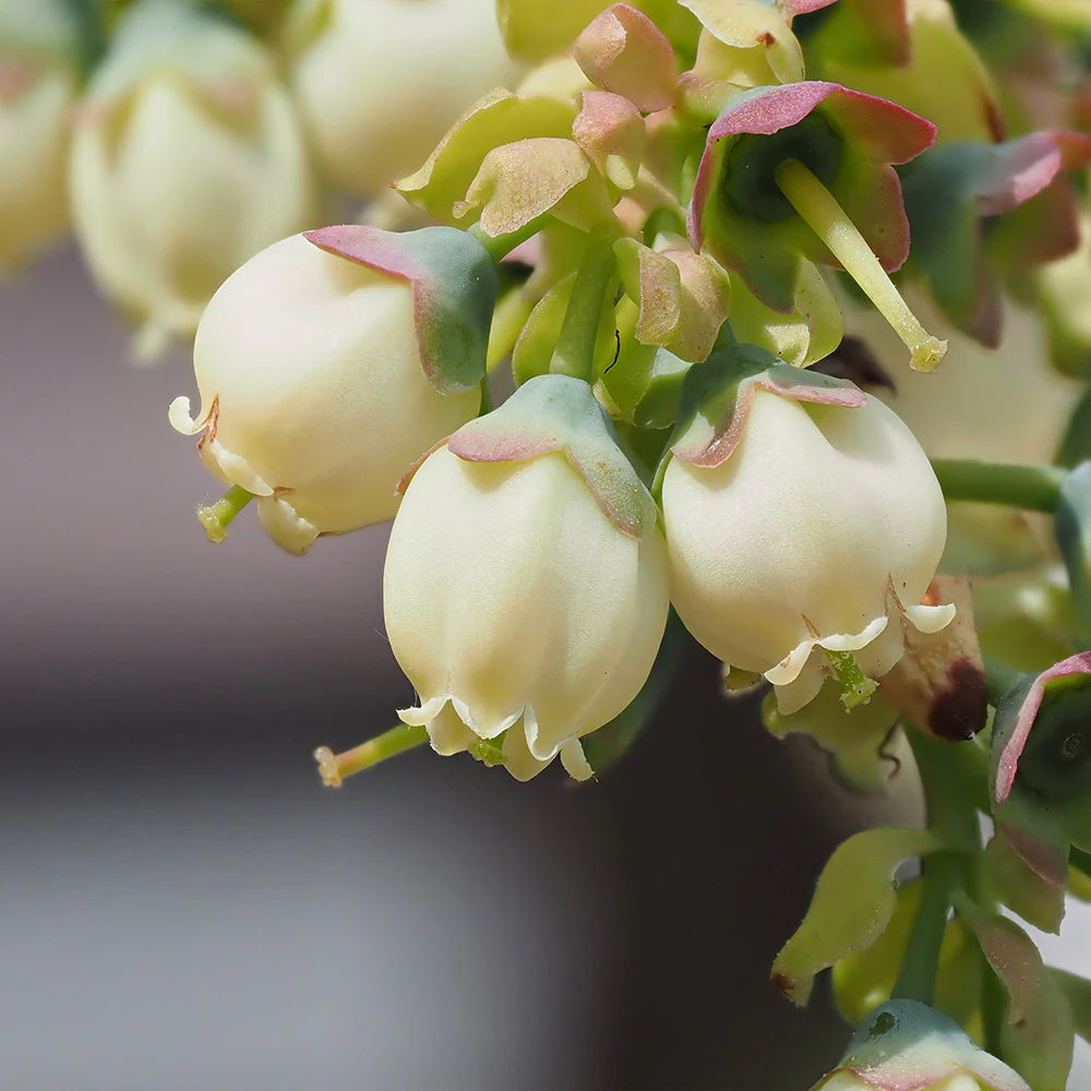 Sweetheart Blueberry Bush - Image 5