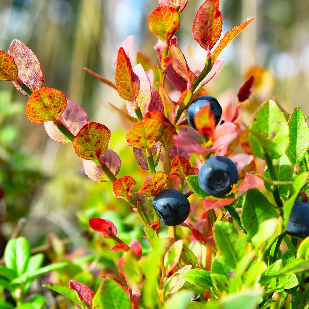 Sweetheart Blueberry Bush - Image 6