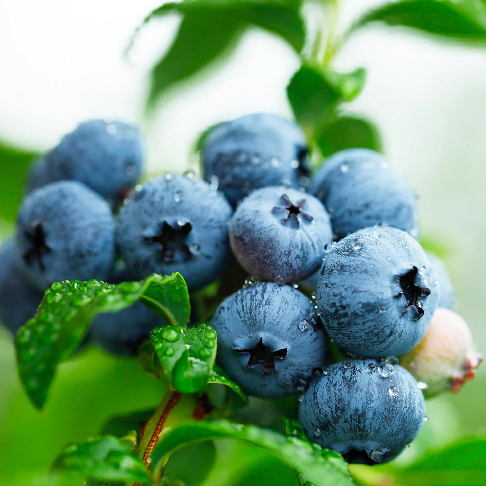 Sweetheart Blueberry Bush - USDA Organic - Image 3