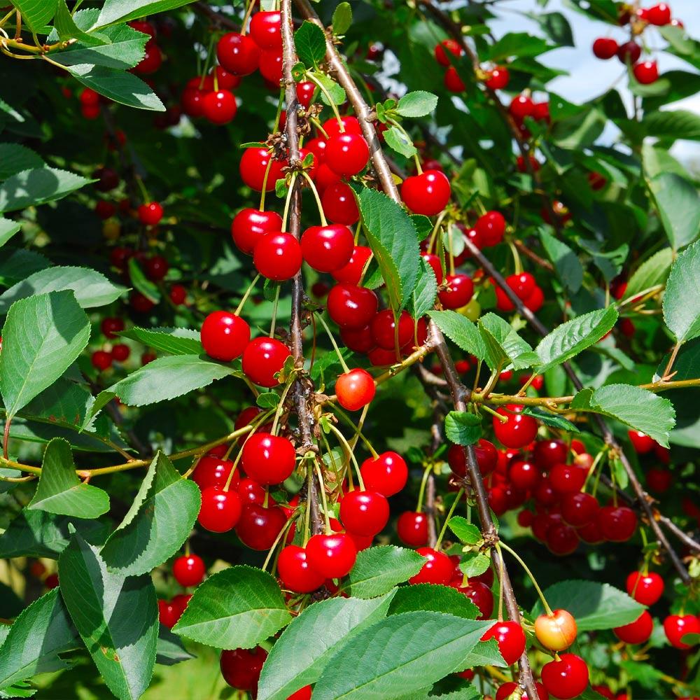 Sweetheart Cherry Tree - Image 3
