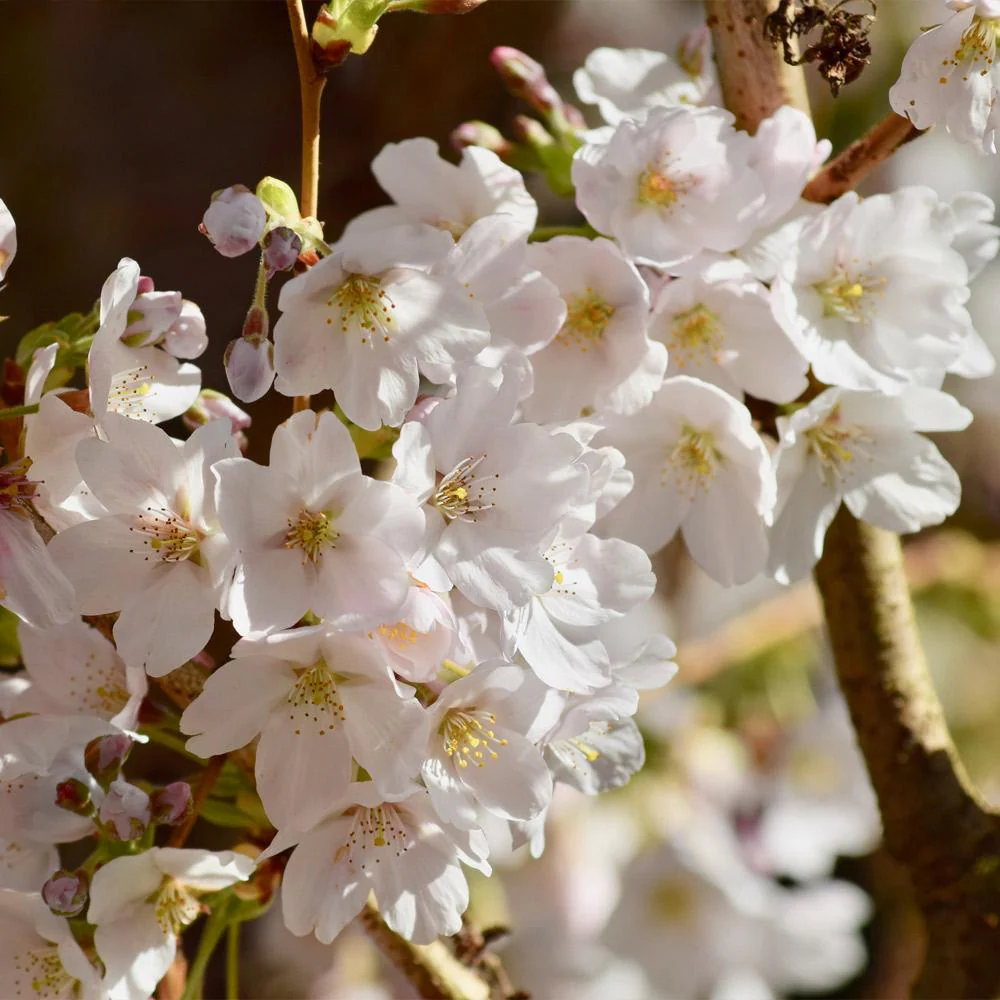 Sweetheart Cherry Tree - Image 4