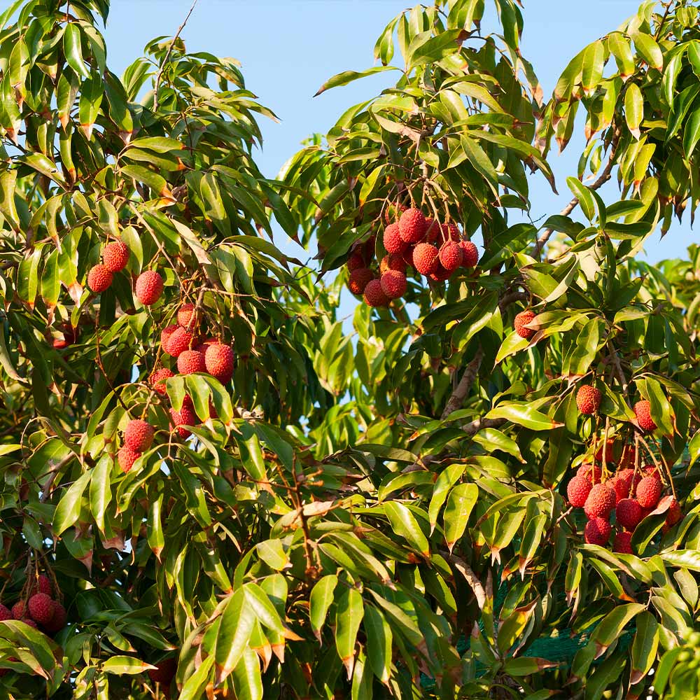 Sweetheart Lychee - Image 2