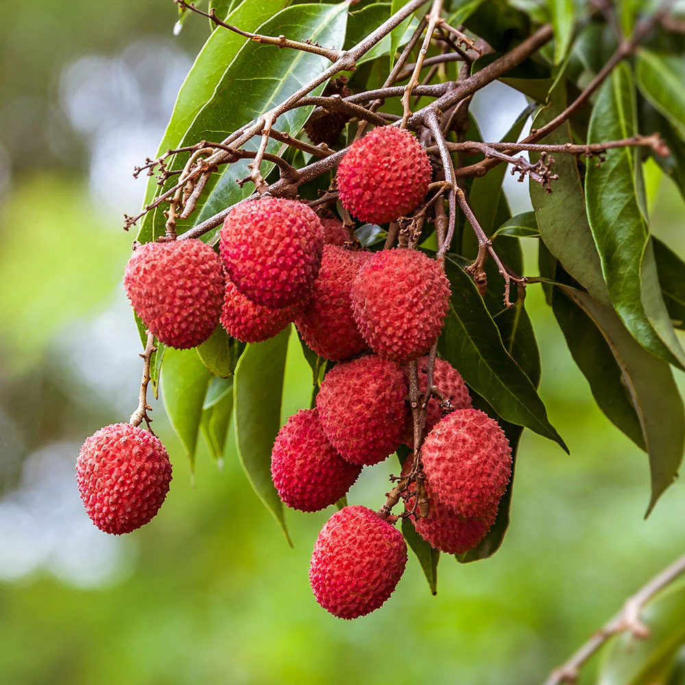 Sweetheart Lychee - Image 3