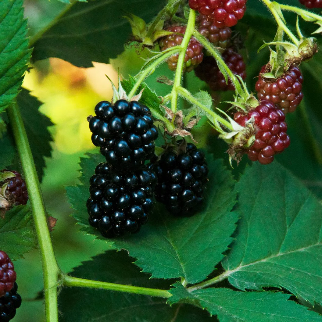 Sweetie Pie Thornless Blackberry Bush - Image 3