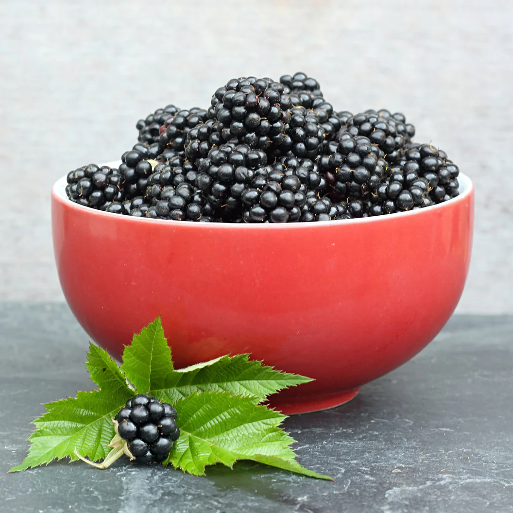 Sweetie Pie Thornless Blackberry Bush - Image 4