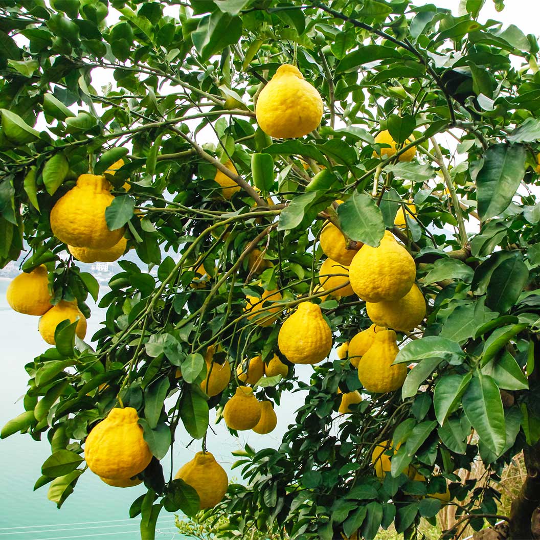 Swingle Citrumelo Tree - Image 2