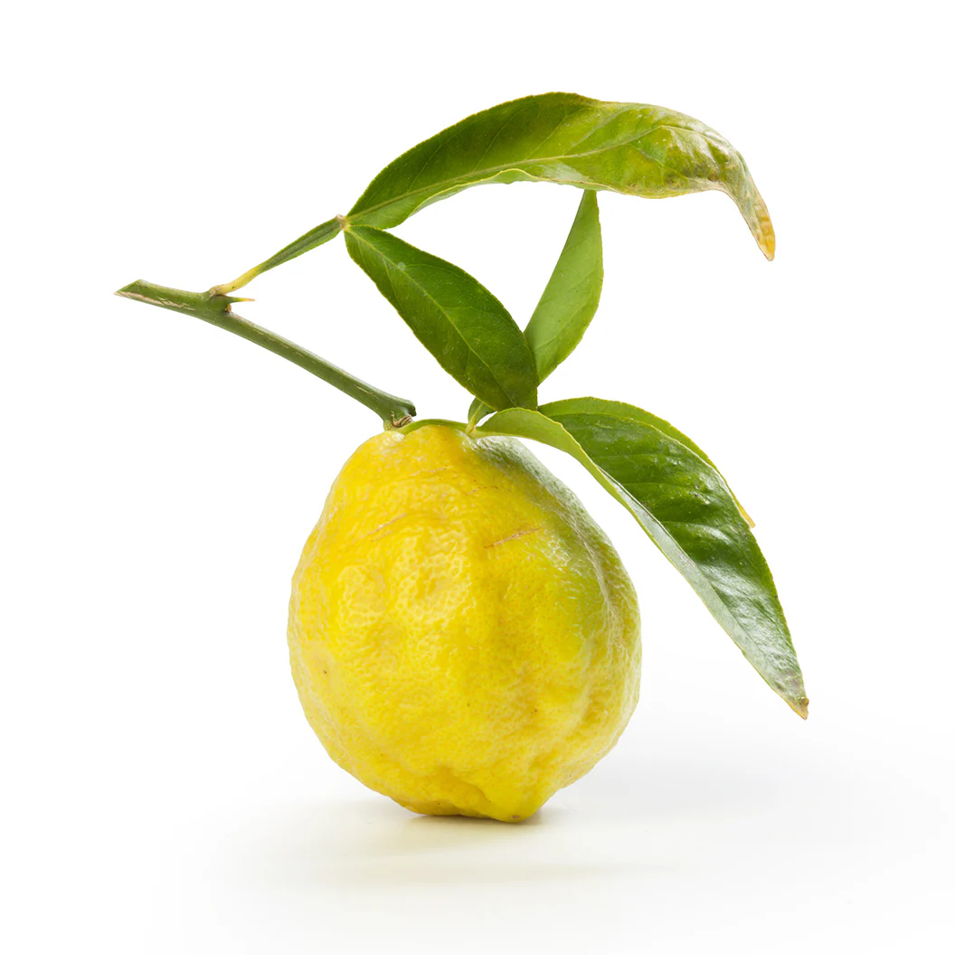 Swingle Citrumelo Tree - Image 3