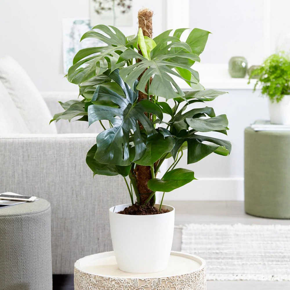 Monstera Deliciosa (Swiss Cheese Plant) - Image 2