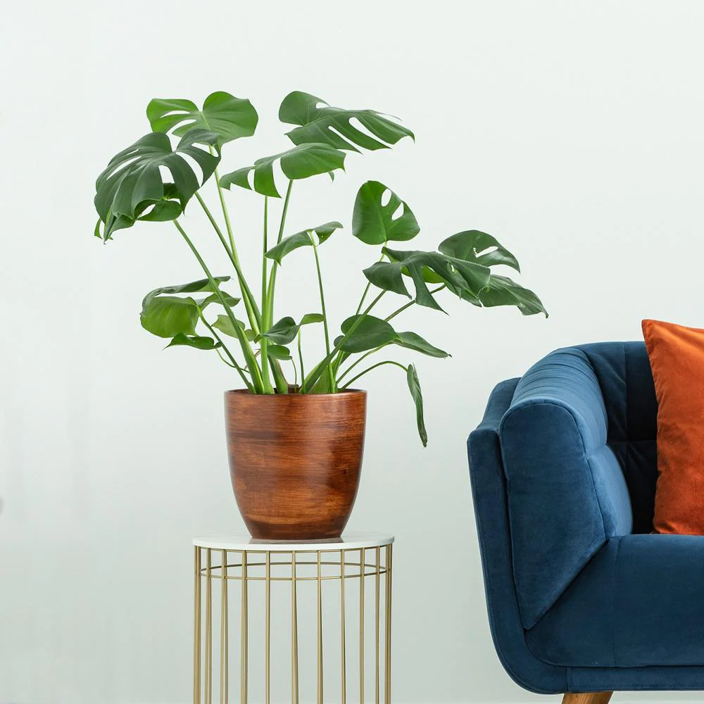 Monstera Deliciosa (Swiss Cheese Plant) - Image 3