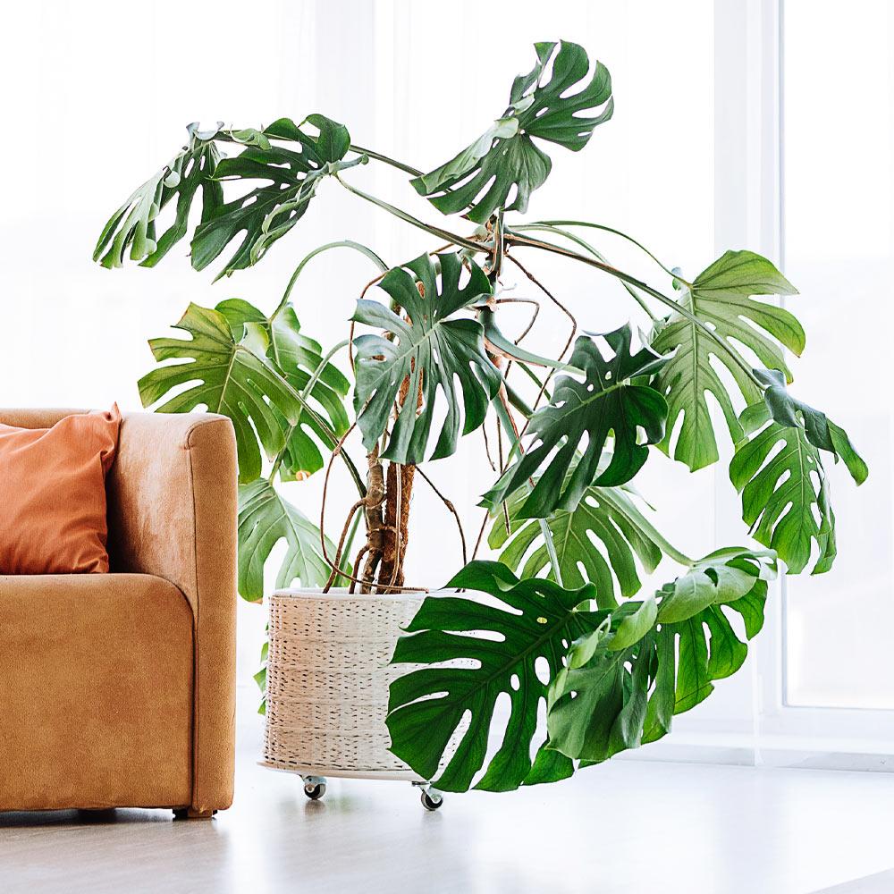 Monstera Deliciosa (Swiss Cheese Plant) - Image 4