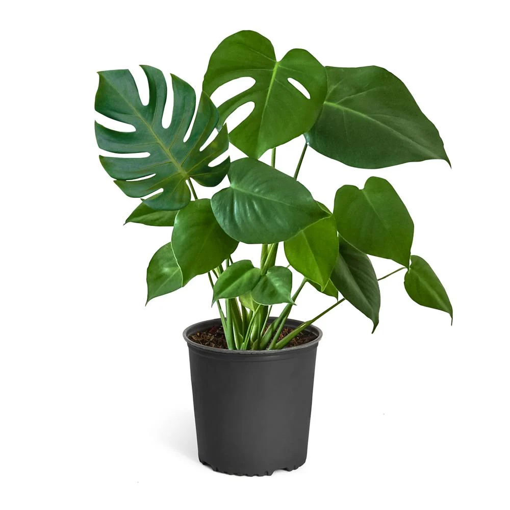Monstera Deliciosa (Swiss Cheese Plant) - Image 5