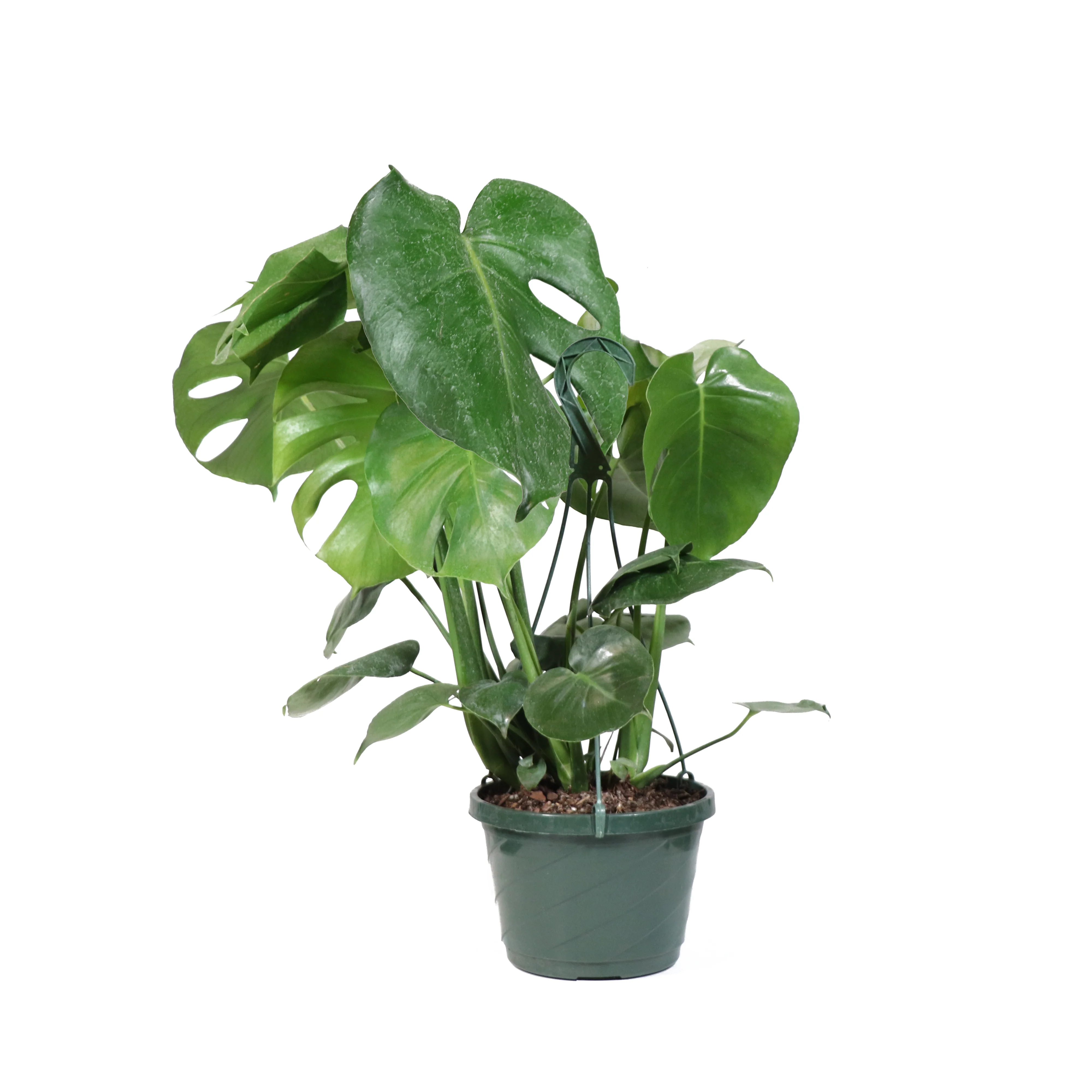 Monstera Deliciosa (Swiss Cheese Plant) - Image 6
